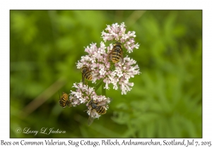 Bees on Common Valerian