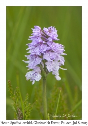 Heath Spotted-orchid