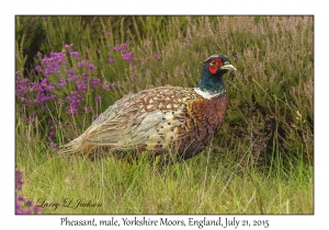 Pheasant, male