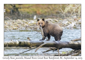 Grizzly Bear, juvenile