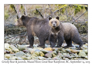 Grizzly Bear & juvenile