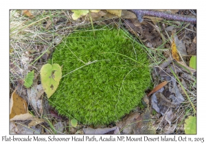Flat-brocade Moss