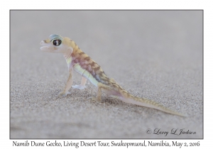 Namib Dune Gecko