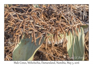 Welwitschia, male cones