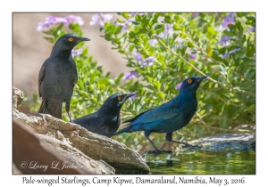 Pale-winged Starlings
