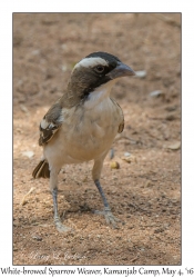 White-browed Sparrow Weaver