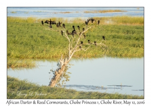 Reed Cormorants & African Darter