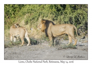 Lions, female & male