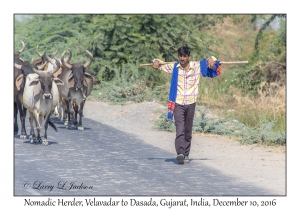 Nomadic Herder