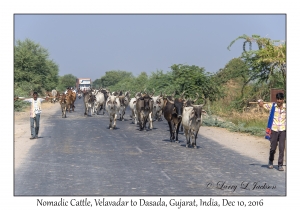 Nomadic Cattle