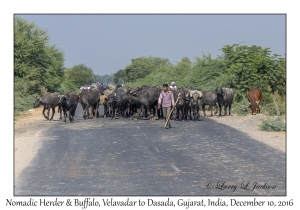 Nomadic Herder & Buffalo