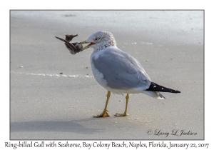 Ring-billed Gull with Seahorse