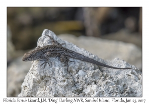 Florida Scrub Lizard