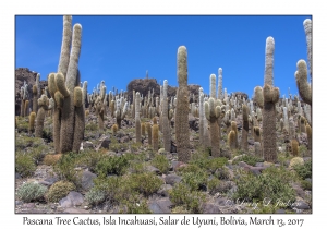 Pascana Tree Cactus