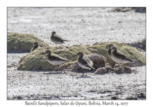 Baird's Sandpipers