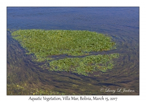 Aquatic Vegetation