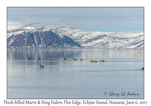 Thick-billed Murre & King Eiders