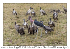 Marabou Stork, White-backed & Ruppell's Vultures