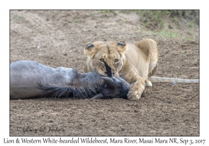 Lion & Western White-bearded Wildebeest
