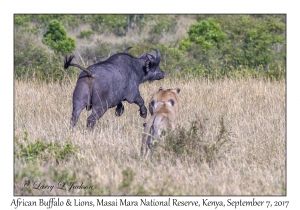 Lions & African Buffalo