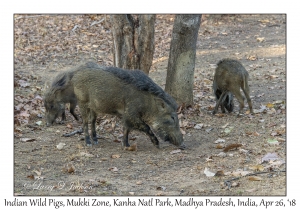 Indian Wild Pigs