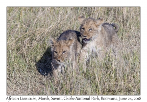 African Lion cubs