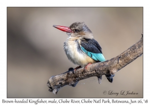 Brown-hooded Kingfisher, male