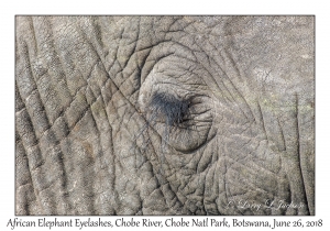African Elephant Eyelashes
