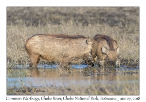 Common Warthogs