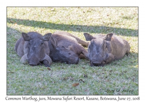 Common Warthog, juveniles
