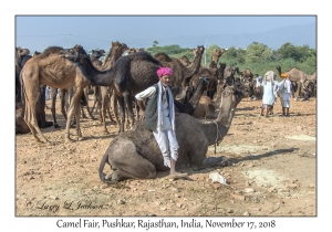 Rajasthani Man & Camels