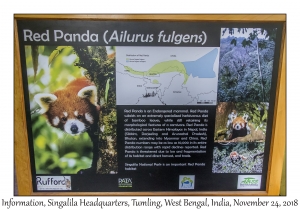 Red Panda Information, Singalila National Park Headquarters