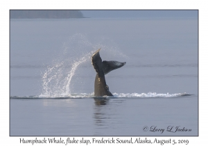 Humpback Whale fluke slap