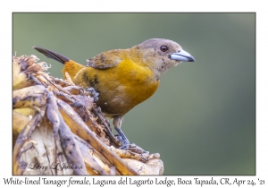White-lined Tanager female