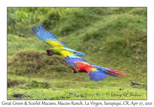 Great Green & Scarlet Macaws