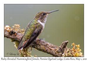 Ruby-throated Hummingbird female