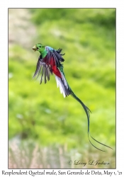 Resplendent Quetzal male
