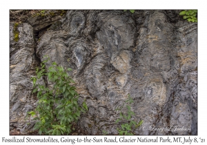 Fossilized Stromatolites