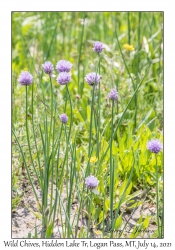 Wild Chives