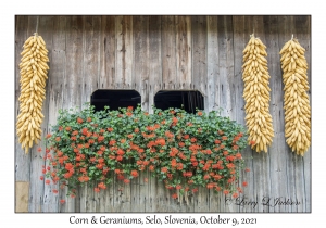 Corn & Geraniums