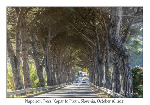 Napoleon Trees