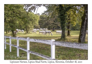 Lipizzan Horses