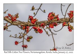 Red Silk-Cotton Tree