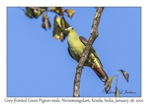 Grey-fronted Green Pigeon