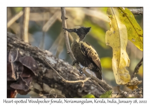 Heart-spotted Woodpecker