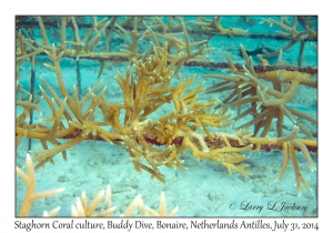 Staghorn Coral culture