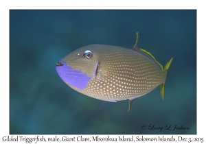 Gilded Triggerfish, male
