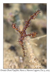 Ornate Ghost Pipefish, male