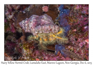 Hairy Yellow Hermit Crab