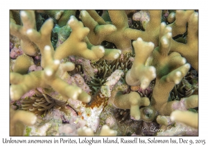 Unknown anemones in Porites attenuata